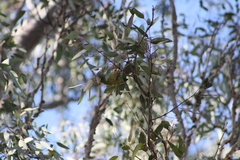 Manorina melanophrys