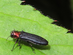 Agrilus ruficollis
