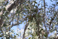 Manorina melanophrys