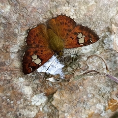 Pseudocoladenia dan