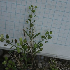 Lepidium