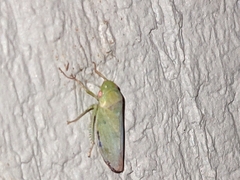 Cicadellidae
