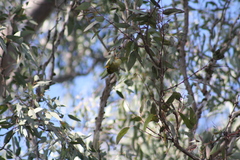 Manorina melanophrys