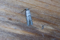 Blastobasis glandulella