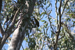 Manorina melanophrys