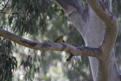 Manorina melanophrys