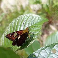 Pseudocoladenia dan