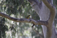 Manorina melanophrys