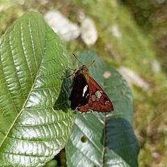 Pseudocoladenia dan