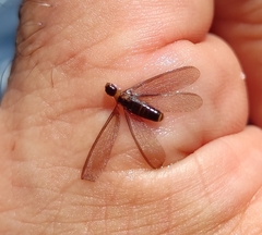 Kalotermes flavicollis