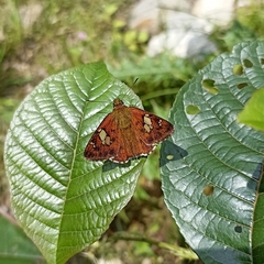 Pseudocoladenia dan