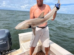 Carcharhinus acronotus