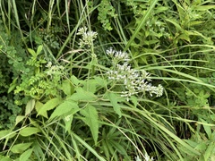 Eupatorium makinoi