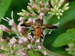 Trichopoda pictipennis