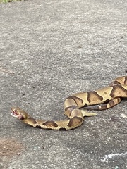 Agkistrodon contortrix