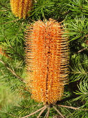 Banksia