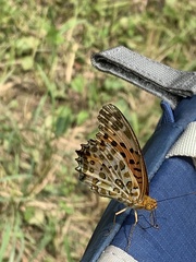 Argynnis hyperbius hyperbius