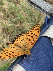 Argynnis hyperbius hyperbius