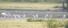 Platalea leucorodia