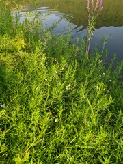 Gratiola officinalis