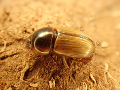Bodilopsis sordida