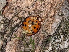 Hesperomyces harmoniae