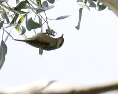 Melithreptus brevirostris