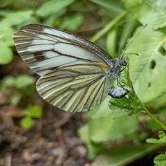 Pieris melete