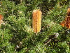Banksia