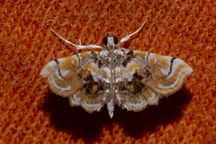 Ambia
