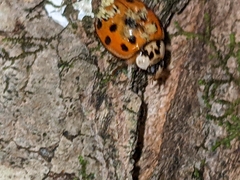 Hesperomyces harmoniae