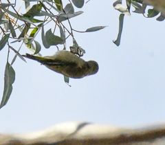 Melithreptus brevirostris