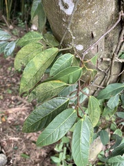 Ficus sarmentosa nipponica