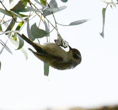 Melithreptus brevirostris