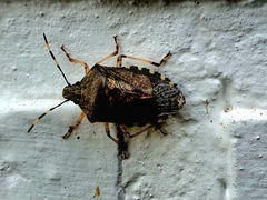 Rhaphigaster nebulosa