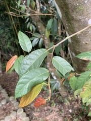 Ficus sarmentosa nipponica