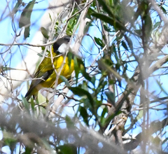 Pachycephala fuliginosa
