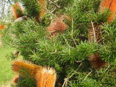 Banksia