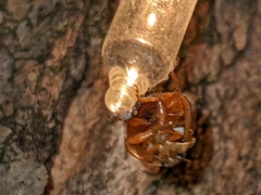 Hesperomyces harmoniae