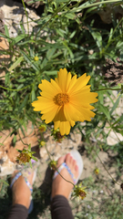 Coreopsis