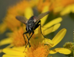 Eriothrix rufomaculata