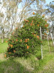 Banksia