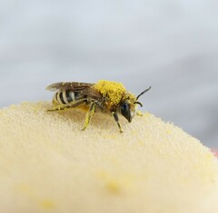Colletes halophilus