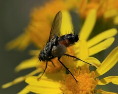 Eriothrix rufomaculata