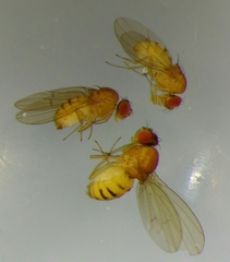 Drosophila testacea