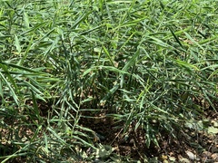 Zingiber officinale