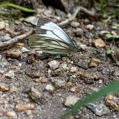 Pieris melete