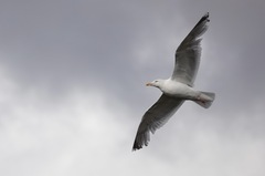 Larus cachinnans