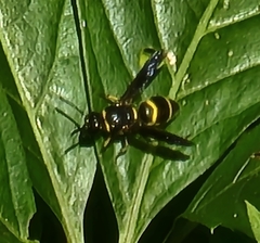 Euodynerus foraminatus