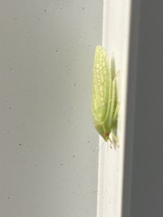 Gyponana octolineata